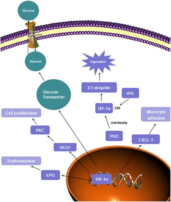 Novel Therapeutic Targets for Hypoxia-Related Cardiovascular Diseases: The Role of HIF-1